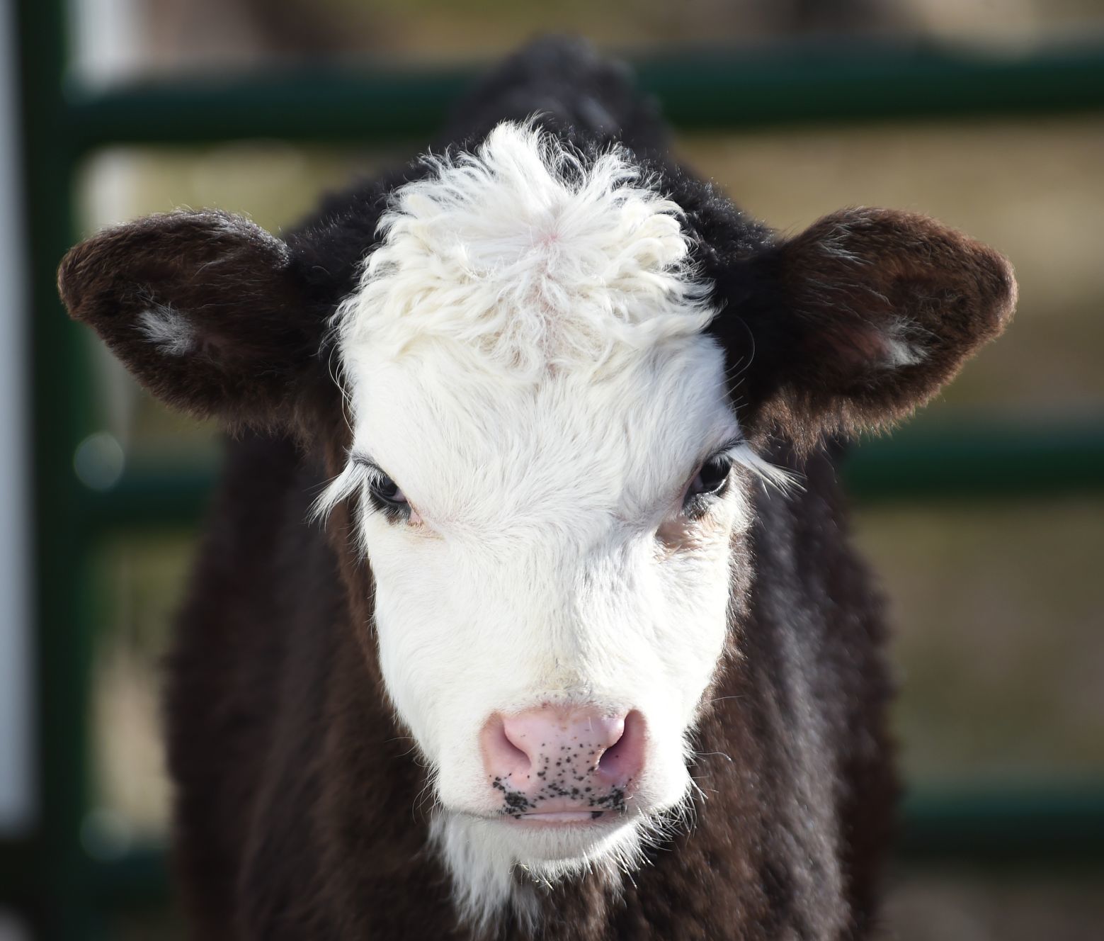 SX Calf calf